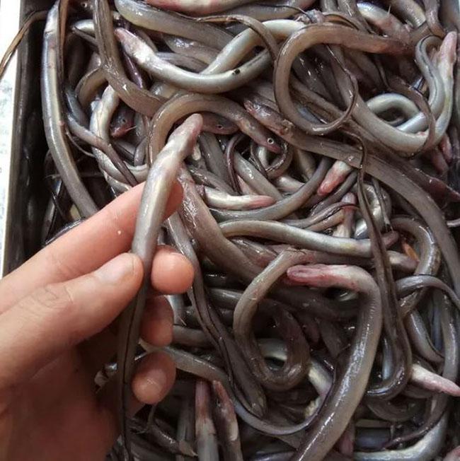 Cá gì như “cọng tre”, khắp cơ thể toàn là sụn, thưởng thức một lần là nhớ mãi - Ảnh 2. Cá gì như “cọng tre”, khắp cơ thể toàn là sụn, thưởng thức một lần là nhớ mãi - Ảnh 2.