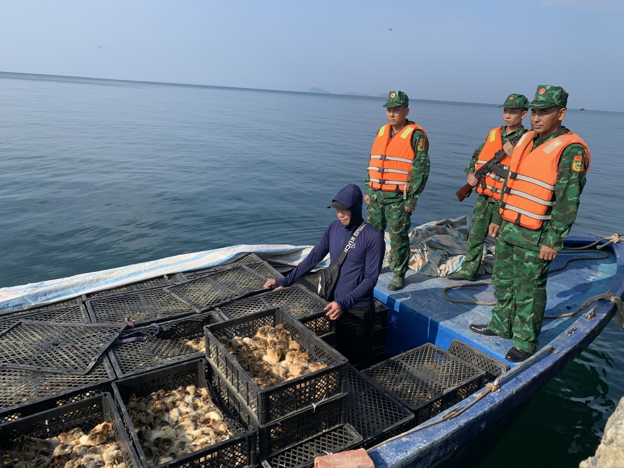 Bắt giữ 15.000 con gà giống không rõ nguồn gốc lúc nửa đêm - Ảnh 2.
