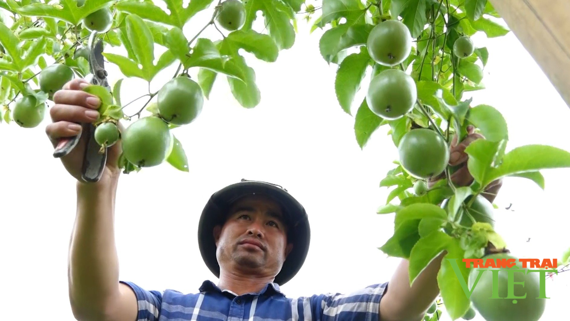 Lai Châu: Nông dân Tam Đường “ăn nên làm ra” nhờ vốn hội - Ảnh 1. Lai Châu: Nông dân Tam Đường “ăn nên làm ra” nhờ vốn hội - Ảnh 1.