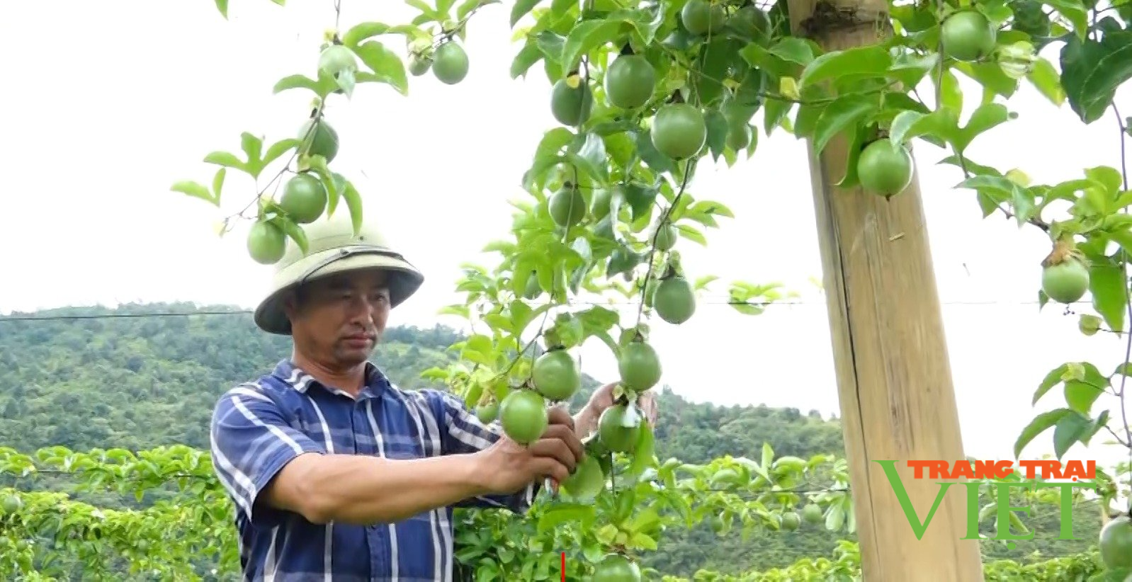 Lai Châu: Nông dân Tam Đường “ăn nên làm ra” nhờ vốn hội - Ảnh 3. Lai Châu: Nông dân Tam Đường “ăn nên làm ra” nhờ vốn hội - Ảnh 3.