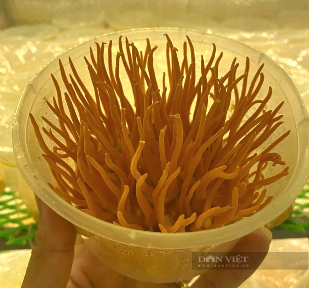 Chàng trai 38 tuổi “ông vua” của 6 sản phẩm Ocop ở Thanh Hóa - Ảnh 9.