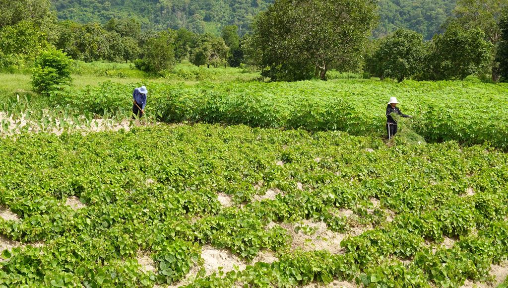 Cung đường nông thôn đẹp như phim, ai đi Bảy Núi ráng ghé  - Ảnh 3.