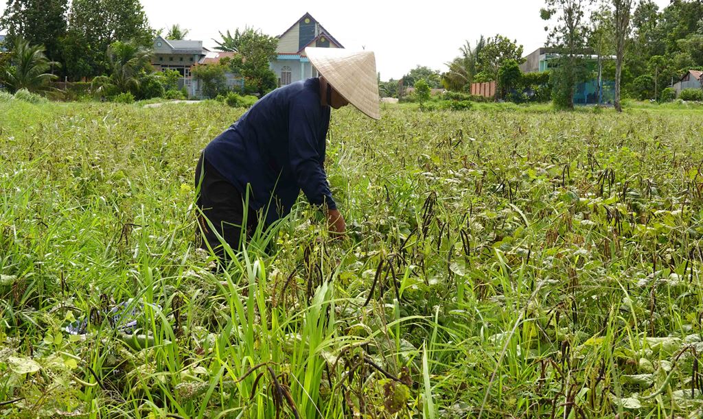 Cung đường nông thôn đẹp như phim, ai đi Bảy Núi ráng ghé  - Ảnh 5.