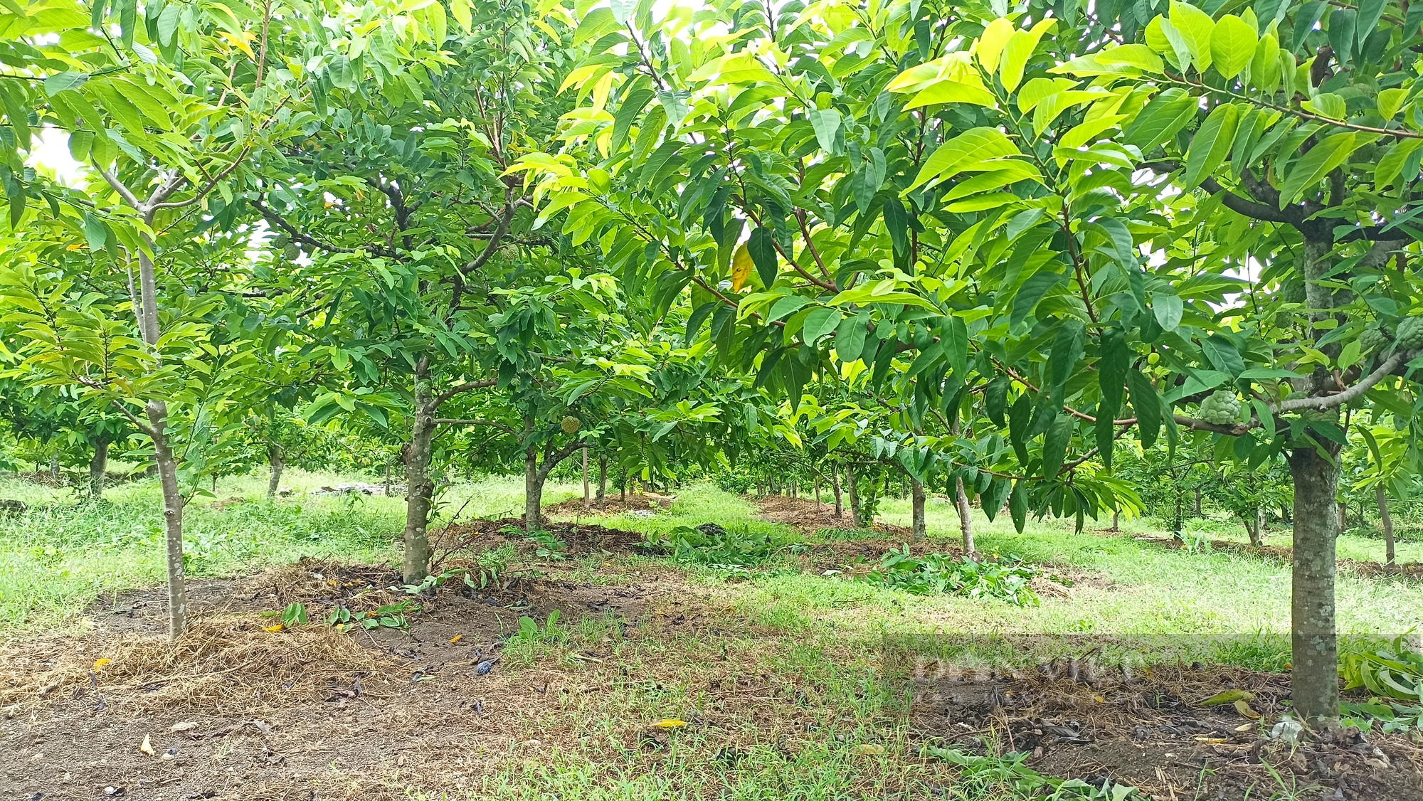 Cặp vợ chồng 9X ở Ninh Bình bỏ phố về quê trồng na dai thu hơn 300 triệu đồng - Ảnh 2.