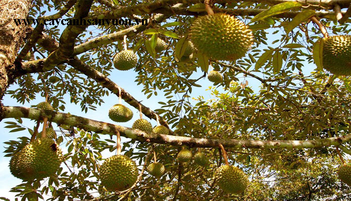 Giá sầu riêng ngày 8/9: Sầu Ri6 cao nhất 59.000 đồng/kg, một nước mua sầu riêng Việt Nam tăng đến hơn 2.000% - Ảnh 2.