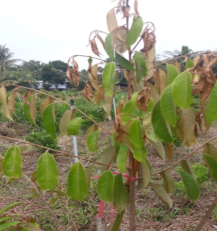 Giá sầu riêng ngày 8/9: Sầu Ri6 cao nhất 59.000 đồng/kg, một nước mua sầu riêng Việt Nam tăng đến hơn 2.000% - Ảnh 6.