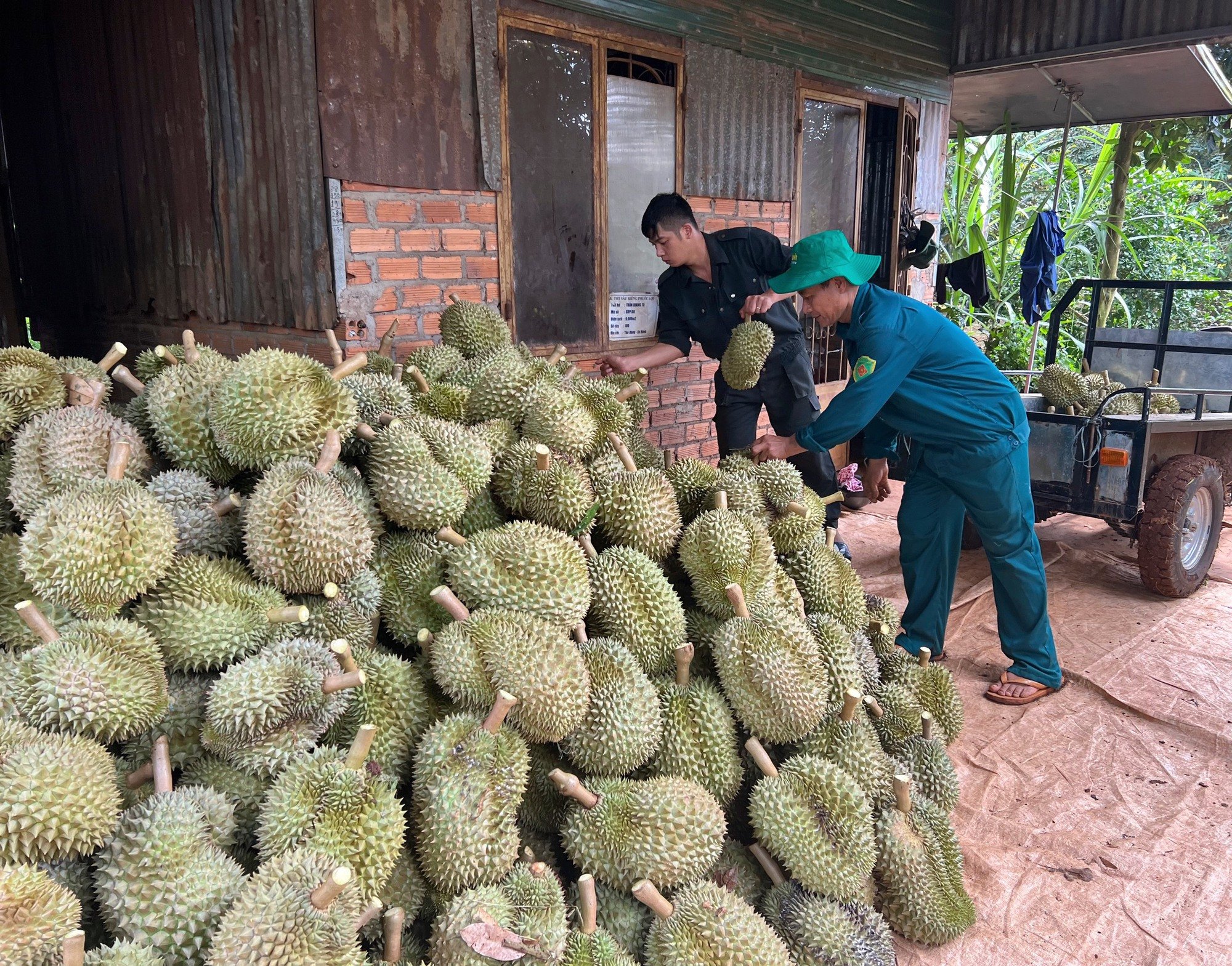 Giá sầu riêng bất ngờ &quot;quay đầu&quot; giảm, nhà vườn &quot;về đích&quot; an toàn? - Ảnh 2.