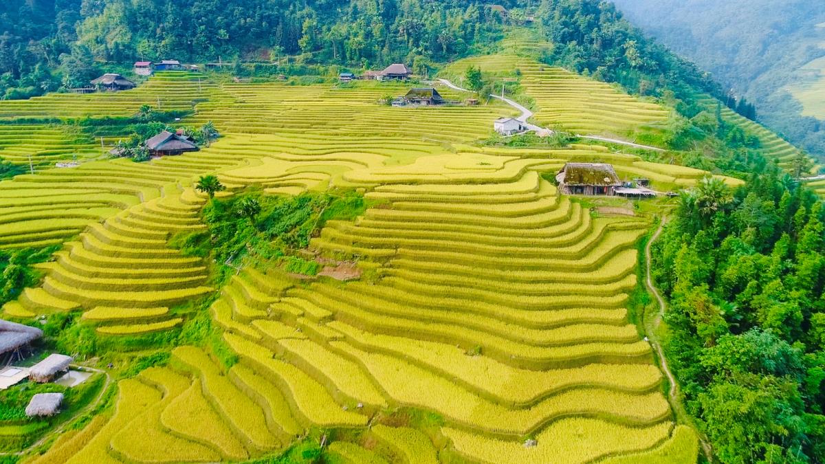 Không ngờ nuôi cá chép trong ruộng bậc thang mà thu tới 12 triệu đồng/ha - Ảnh 1.