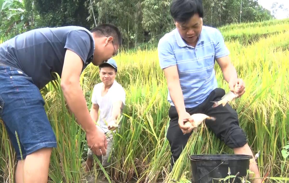 Không ngờ nuôi cá chép trong ruộng bậc thang mà thu tới 12 triệu đồng/ha - Ảnh 2. Không ngờ nuôi cá chép trong ruộng bậc thang mà thu tới 12 triệu đồng/ha - Ảnh 2.