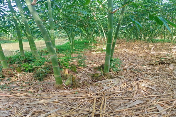 Ông nông dân Hậu Giang trồng tre kiểu gì mà măng mọc la liệt, hễ cắt là bán hết sạch? - Ảnh 2.
