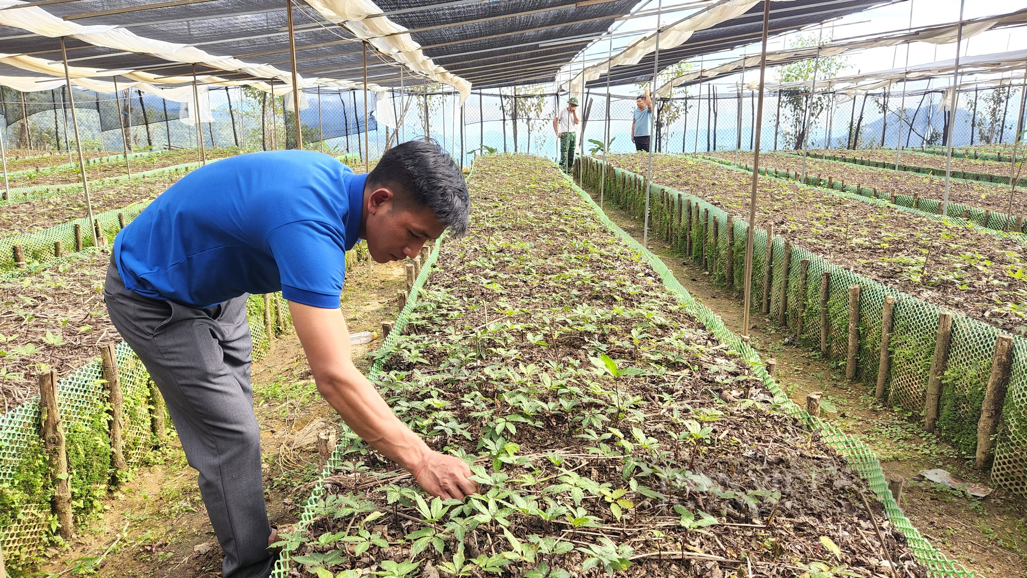 Lên đỉnh Pu Si Lung xem người La Hủ trồng thứ cây được coi là quốc bảo - Ảnh 3.