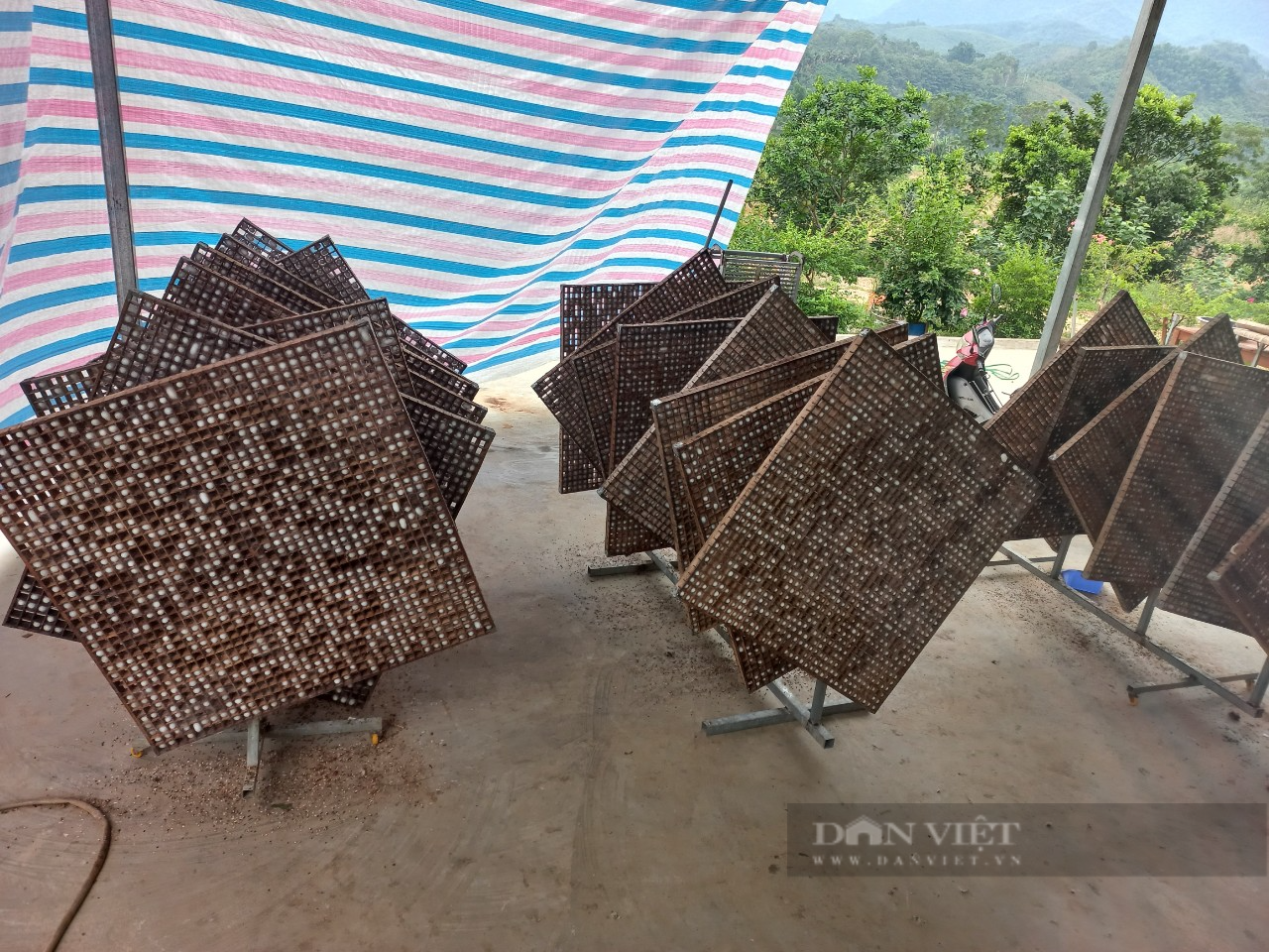 Một nông dân ở Lào Cai trồng dâu lấy lá nuôi tằm cho thu nhập 18 triệu đồng/tháng  - Ảnh 5.