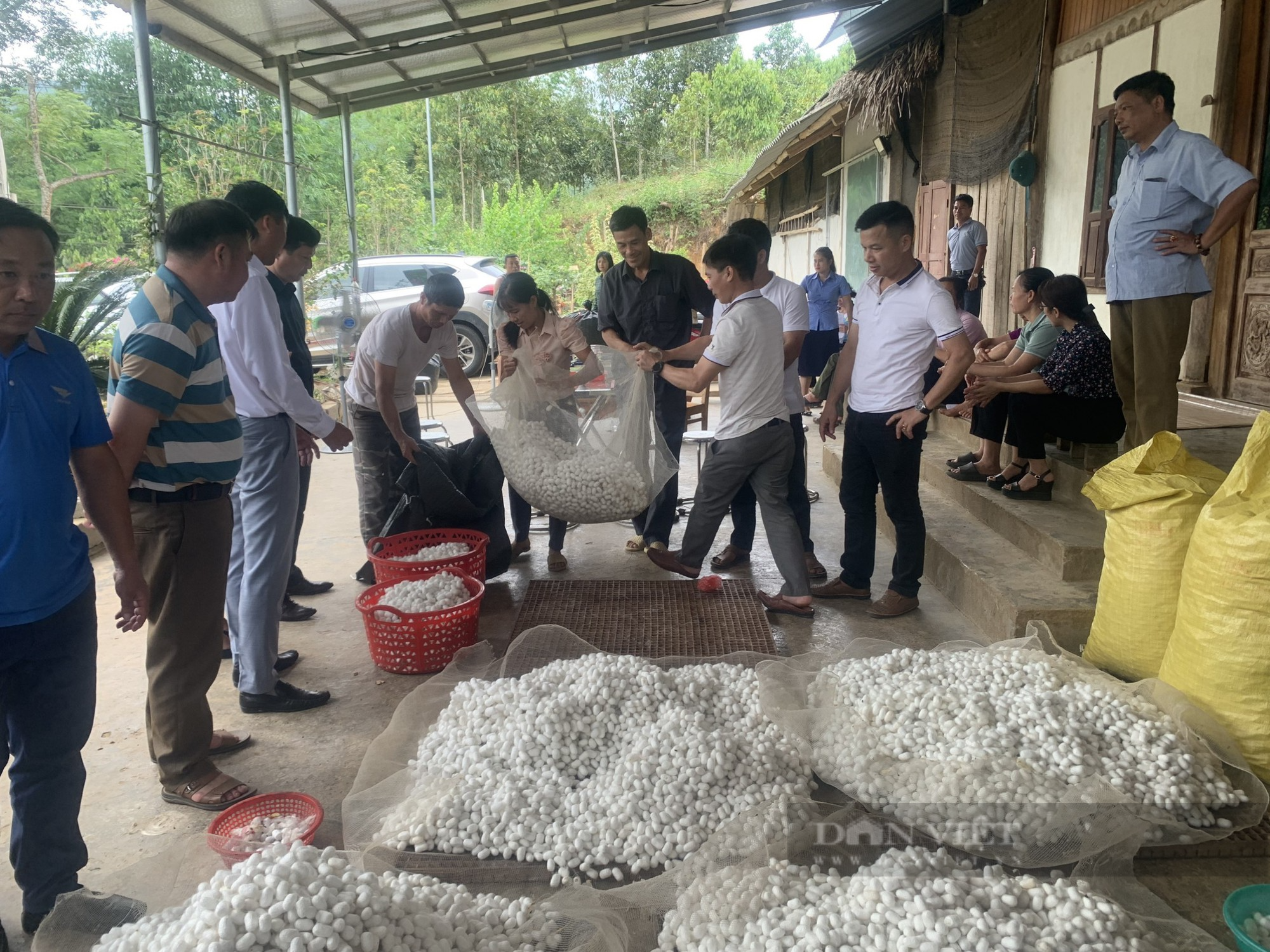 Một nông dân ở Lào Cai trồng dâu lấy lá nuôi tằm cho thu nhập 18 triệu đồng/tháng  - Ảnh 7.