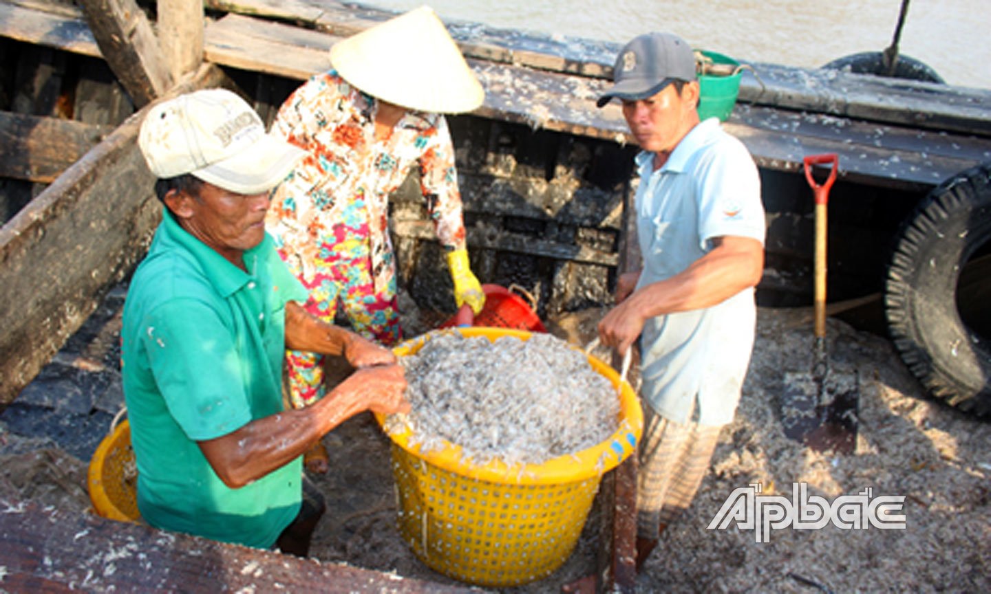 Vùng biển này ở Tiền Giang, đến nơi thấy gánh tấp nập một con vật như que tăm, làm ra vô số món đặc sản - Ảnh 2.