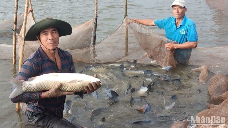 Một ông nông dân Thái Bình nuôi cá to bự dày đặc trong ao bán nổi, thu hàng trăm triệu - Ảnh 1.