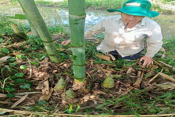 Ông nông dân Hậu Giang trồng tre kiểu gì mà măng mọc la liệt, hễ cắt là bán hết sạch? - Ảnh 1.