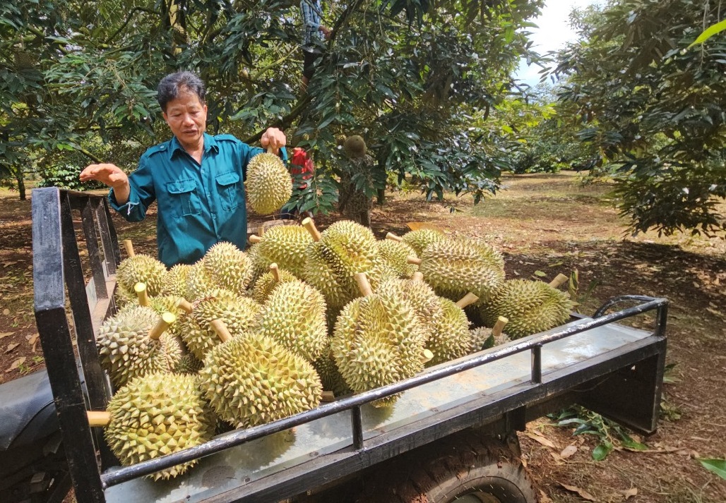 Giá sầu riêng Đắk Lắk giảm sau khi đạt đỉnh - Ảnh 2.