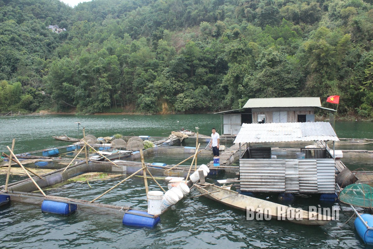 Trên một hồ nước ngọt nhân tạo lớn nhất Hòa Bình, dân nuôi cá đặc sản, bây giờ một số loài cá đã "cháy hàng"- Ảnh 2.