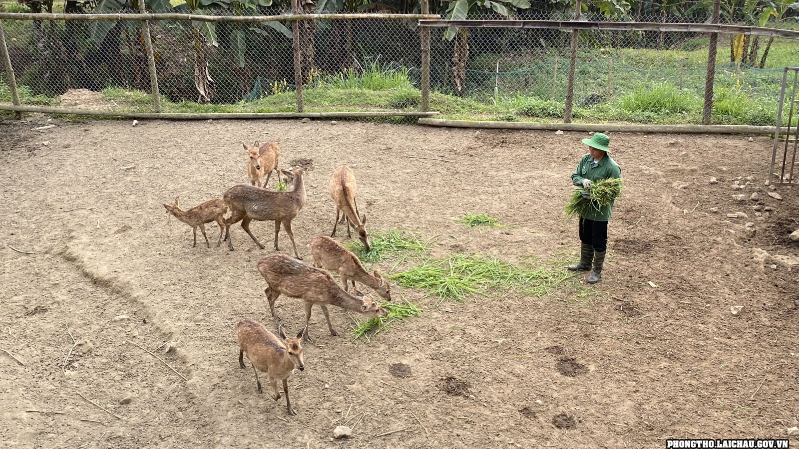 Con vật xưa là động vật hoang dã, nay dân một nơi ở Lai Châu nuôi thành bầy, cắt thứ đại bổ bán đắt tiền- Ảnh 2.