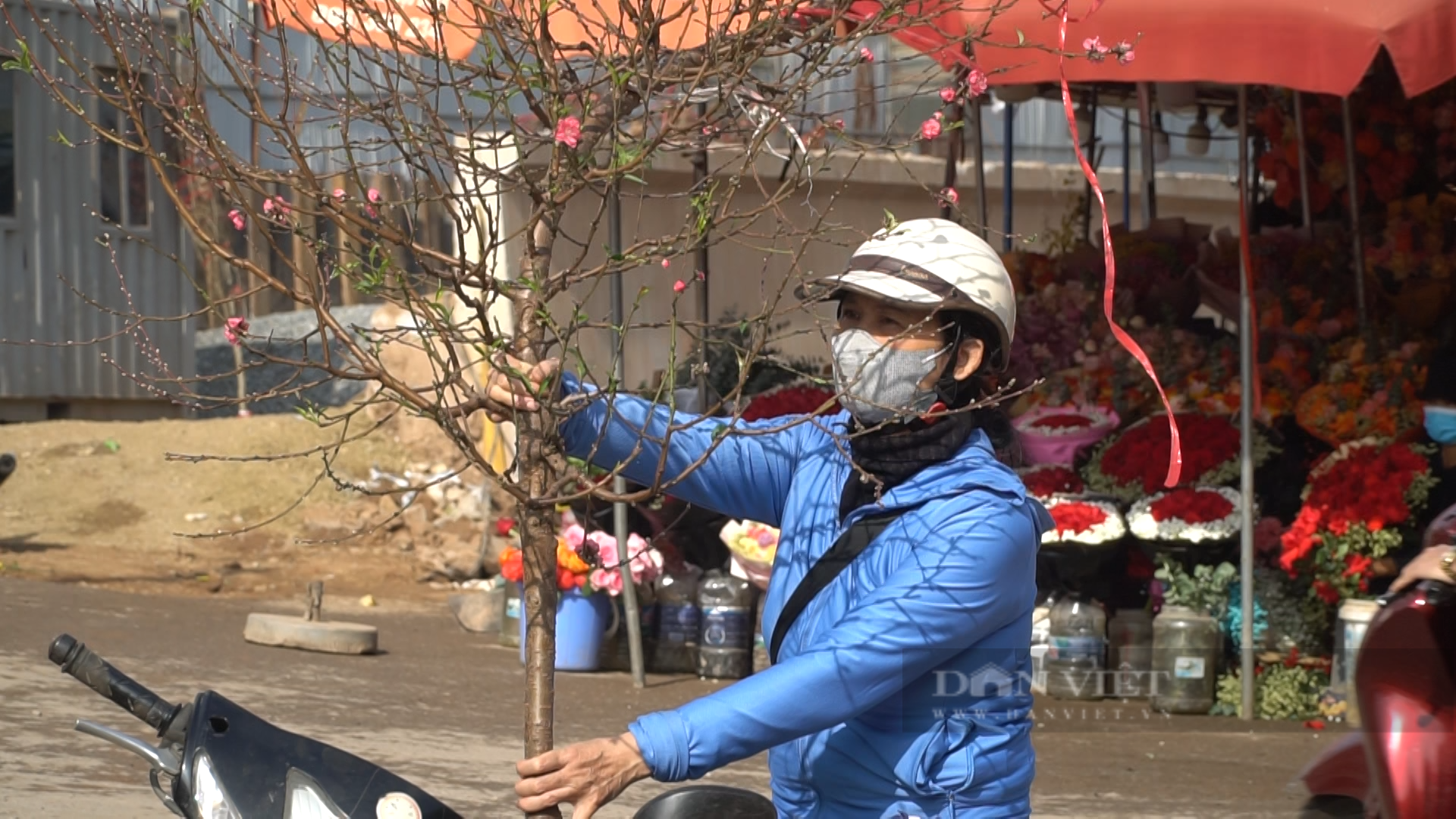Các tiểu thương cho biết, năm nay lượng mua đào huyền với đào tròn là tương đương. Ảnh: Trung Hiếu