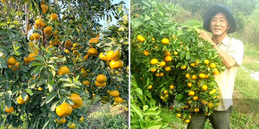 Ông Lâm Thành Thương, nông dân xã Hiếu Liêm (huyện Bắc Tân Uyên) trồng 5ha quýt hồng phục vụ du lịch. Ảnh: Nguyên Vỹ