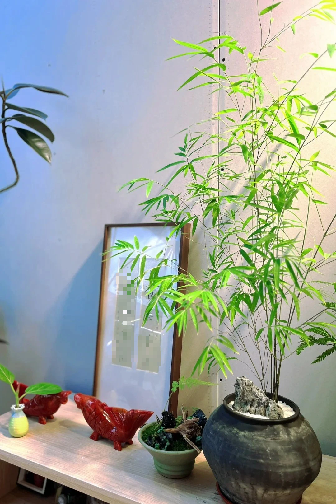 4 cây cảnh &quot;chữa lành&quot; trồng trong nhà tươi xanh, tao nhã, lọc không khí, dưỡng tâm hồn - Ảnh 6.
