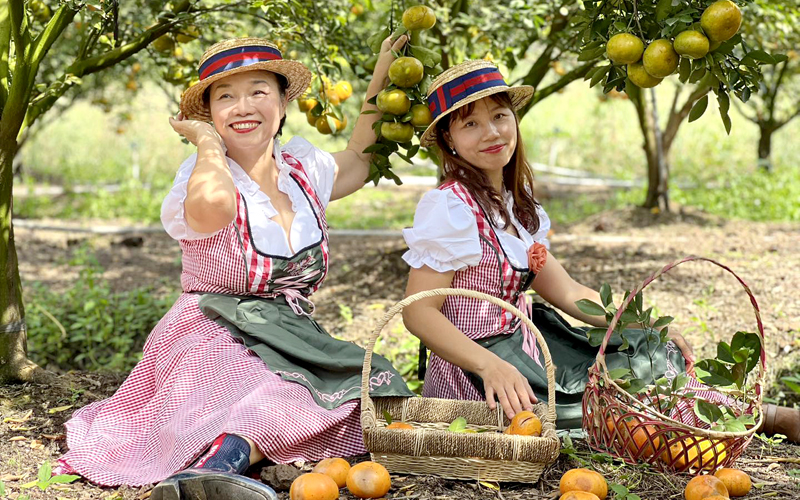 Du khách tham quan chụp hình trong vườn quýt hồng. Ảnh: NVCC