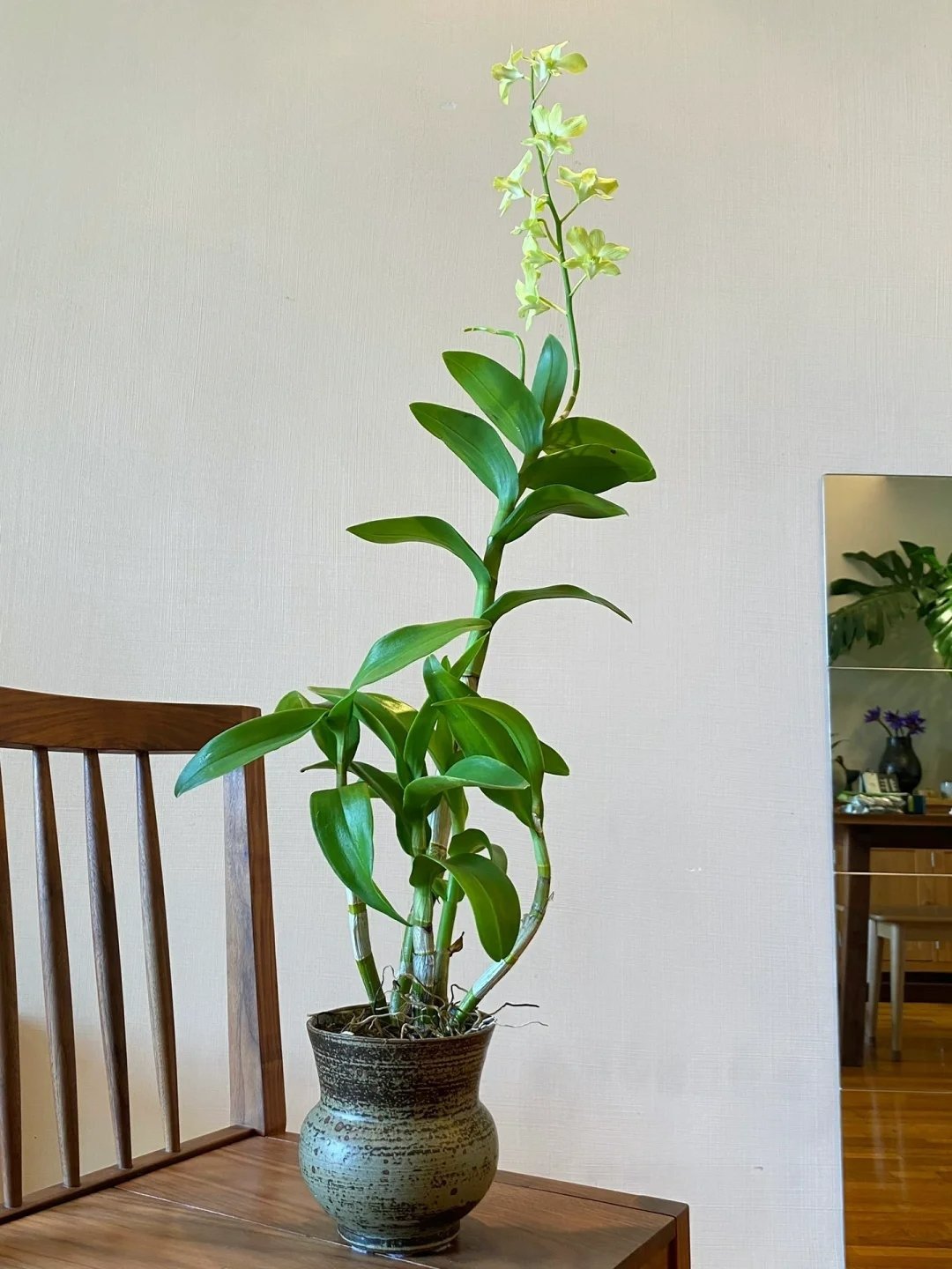 4 cây cảnh &quot;chữa lành&quot; trồng trong nhà tươi xanh, tao nhã, lọc không khí, dưỡng tâm hồn - Ảnh 9.