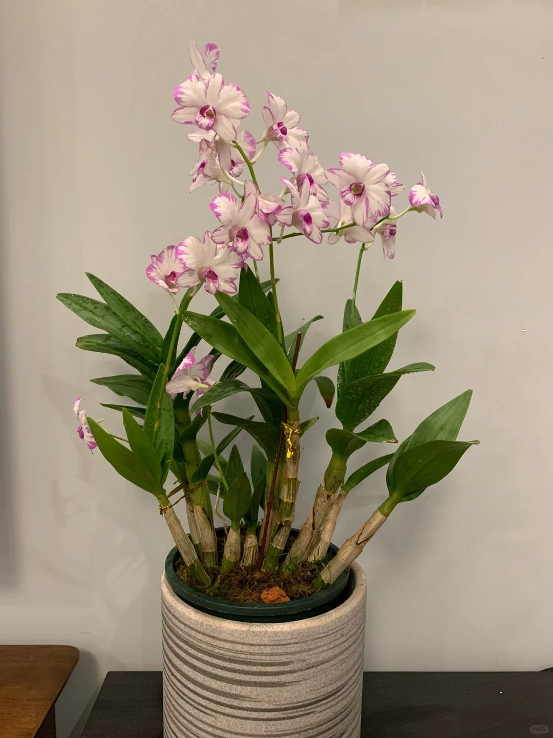4 cây cảnh &quot;chữa lành&quot; trồng trong nhà tươi xanh, tao nhã, lọc không khí, dưỡng tâm hồn - Ảnh 10.