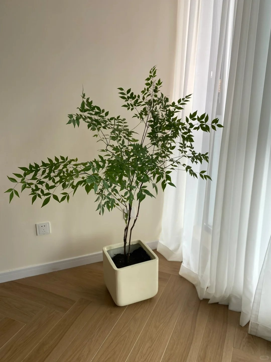 4 cây cảnh &quot;chữa lành&quot; trồng trong nhà tươi xanh, tao nhã, lọc không khí, dưỡng tâm hồn - Ảnh 4.