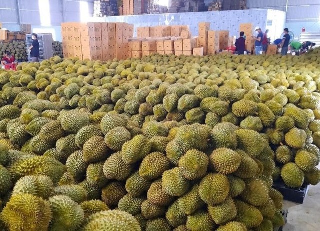 Giá sầu riêng ngày 2/1: Giá cao, sầu riêng kỳ vọng thu về 3,5 tỷ USD năm nay - Ảnh 5.