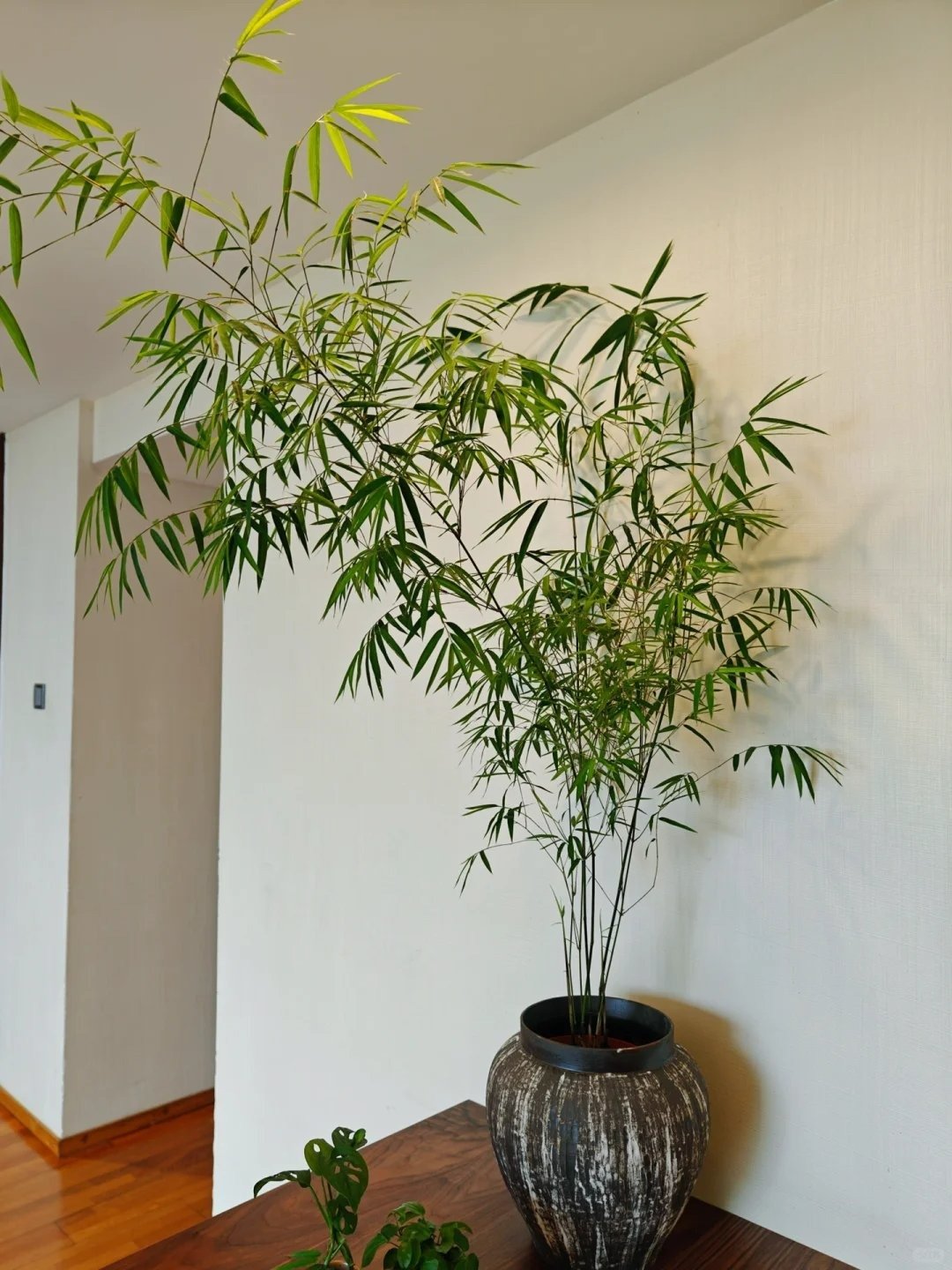 4 cây cảnh &quot;chữa lành&quot; trồng trong nhà tươi xanh, tao nhã, lọc không khí, dưỡng tâm hồn - Ảnh 8.