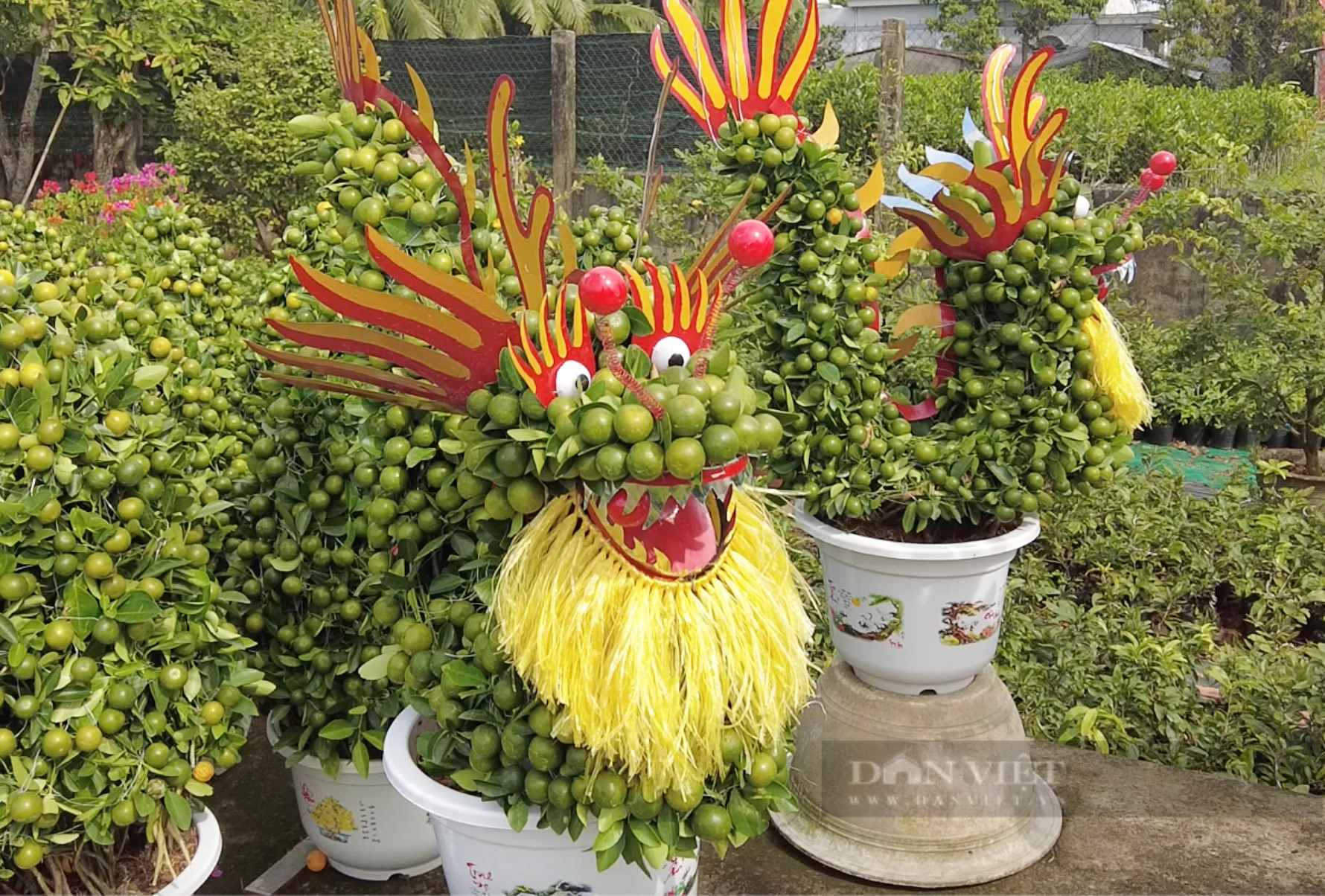 La liệt chậu tắc kiểng hình rồng đón Tết Giáp Thìn, bán 5 triệu đồng/cặp ở Bến Tre- Ảnh 3.