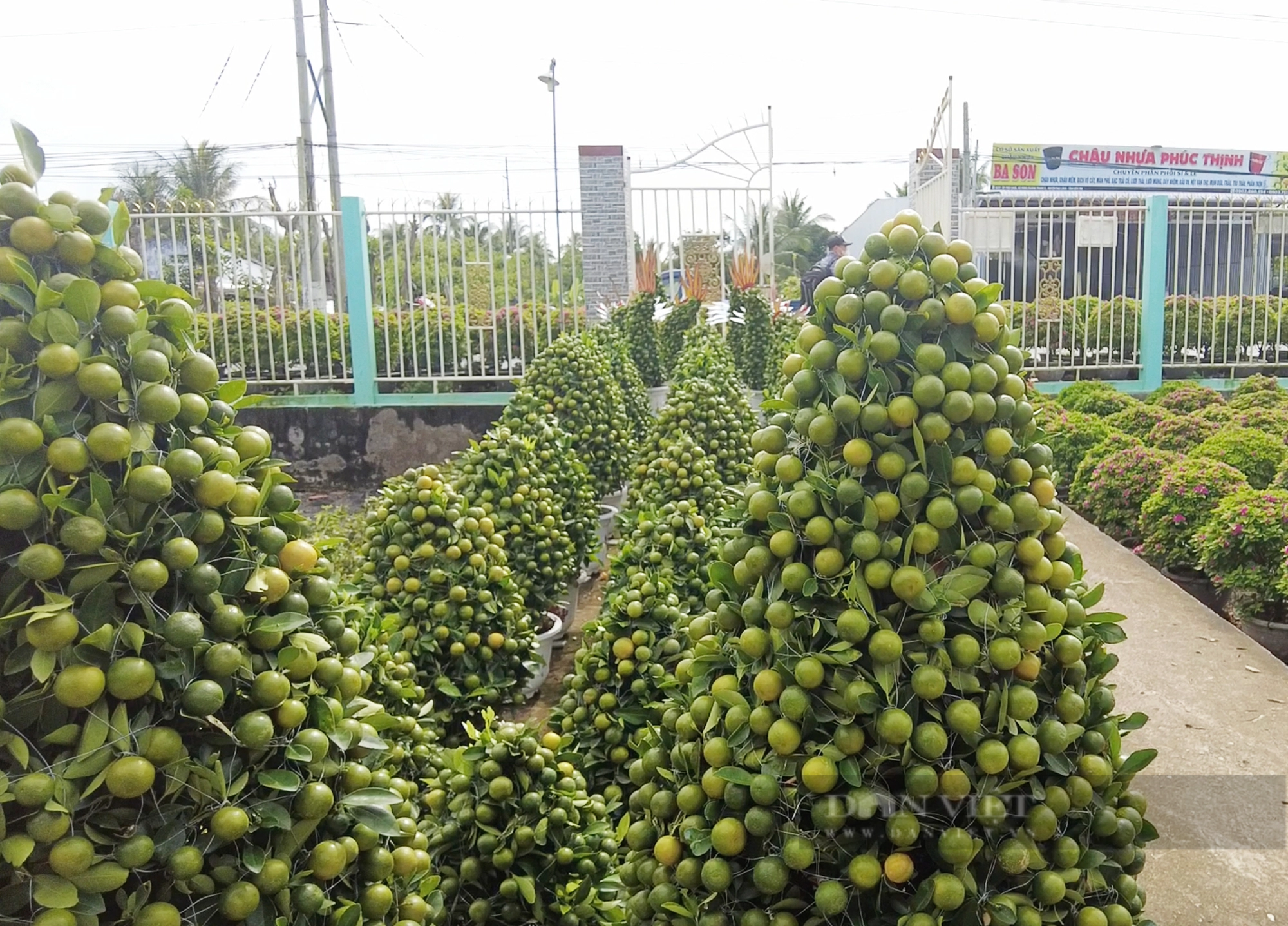 La liệt chậu tắc kiểng hình rồng đón Tết Giáp Thìn, bán 5 triệu đồng/cặp ở Bến Tre- Ảnh 6.