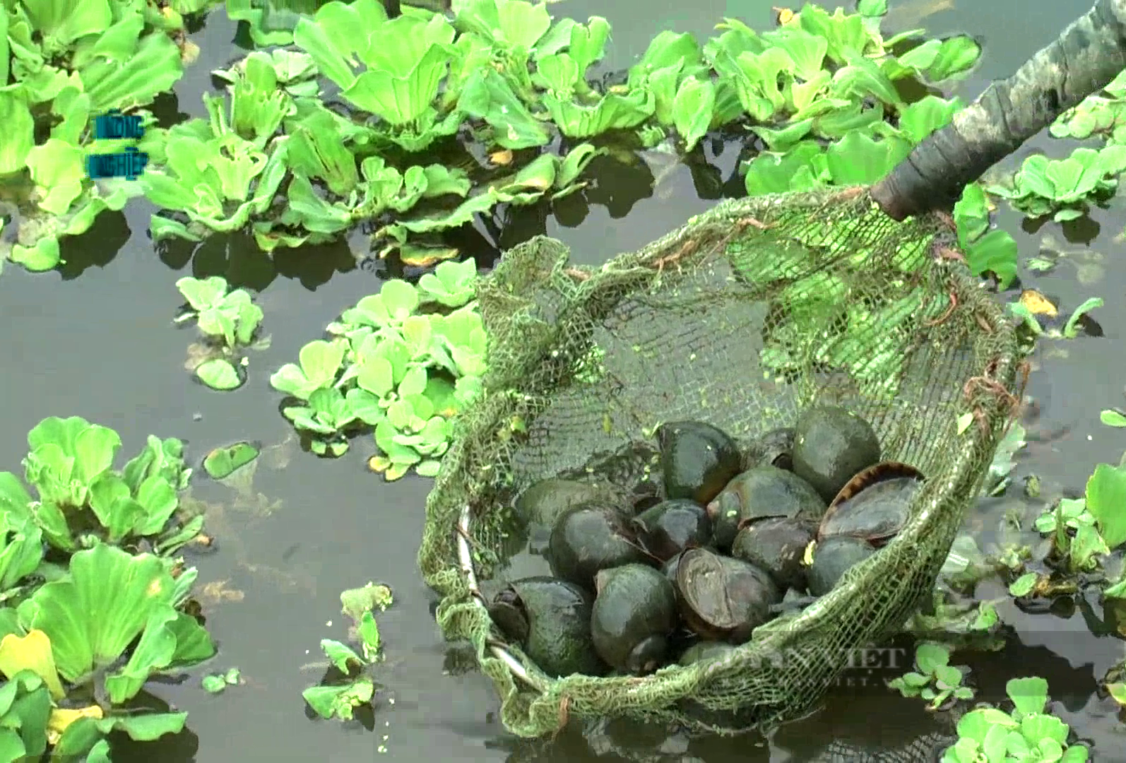 Đang trồng lúa ngon ơ, nông dân Tây Ninh chuyển sang nuôi con đặc sản này, thu lời cả trăm triệu- Ảnh 2.