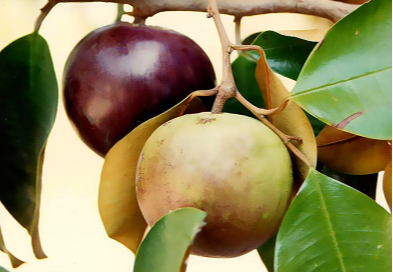 Không ngờ quả vú sữa ngọt lịm lại có nhiều công dụng, người tiểu đường ăn cũng tốt- Ảnh 1. Không ngờ quả vú sữa ngọt lịm lại có nhiều công dụng, người tiểu đường ăn cũng tốt- Ảnh 1.