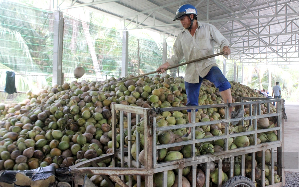 Một điểm thu mua dừa tập trung của HTX Dịch vụ nông nghiệp Công Bằng Hưng Lễ. Ảnh: Trần Khánh