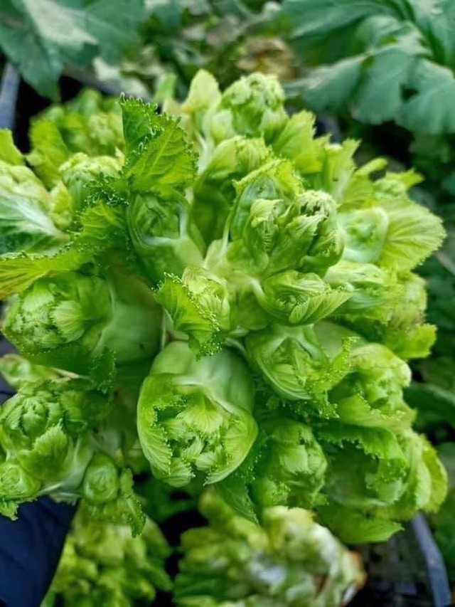 Rau mầm đá chỉ có một lần mùa lạnh, giá tới 100.000 đồng/kg, nhiều người tìm mua vì 1 công dụng này- Ảnh 1. Rau mầm đá chỉ có một lần mùa lạnh, giá tới 100.000 đồng/kg, nhiều người tìm mua vì 1 công dụng này- Ảnh 1.