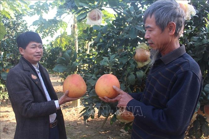 Bưởi đỏ tiến Vua hút khách ngày Tết- Ảnh 1.