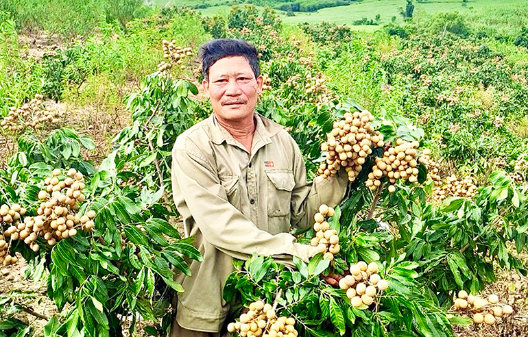 Một khu vườn trồng nhãn đẹp như phim ở Phú Yên, cây thấp thôi đã ra nhiều trái, ai xem cũng mê- Ảnh 2.