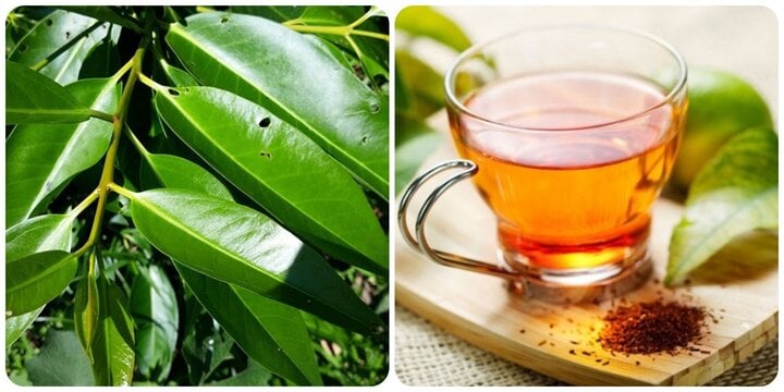Bất ngờ về công dụng của lá vối, lá vối có tác dụng gì?- Ảnh 1. Bất ngờ về công dụng của lá vối, lá vối có tác dụng gì?- Ảnh 1.