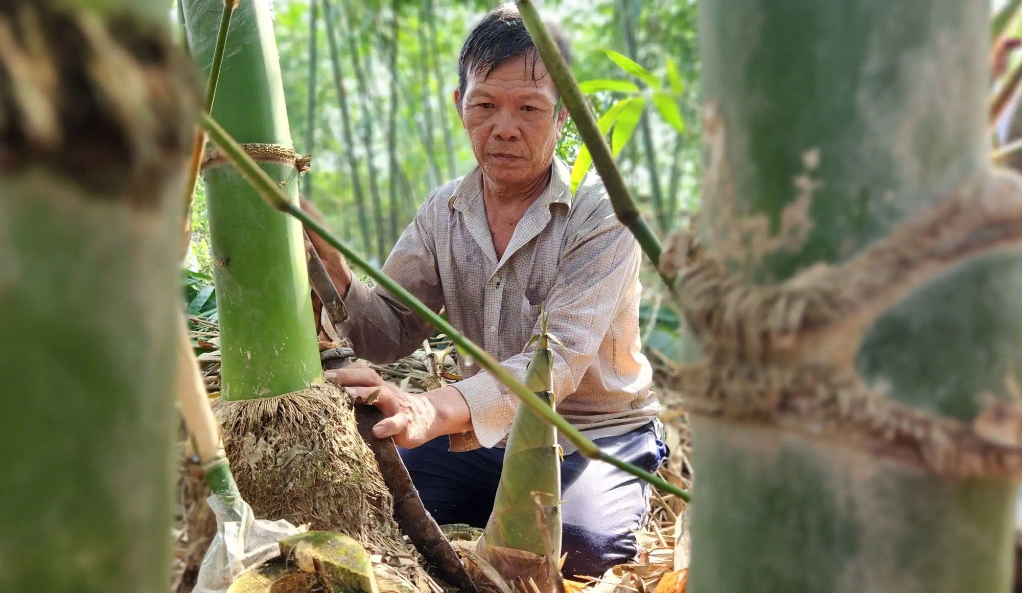 Đây là thứ cây trồng dễ, chăm nhàn, dân ở Cần Thơ bán từ măng non đến thân, lá, cây giống, kiếm bộn tiền- Ảnh 1.
