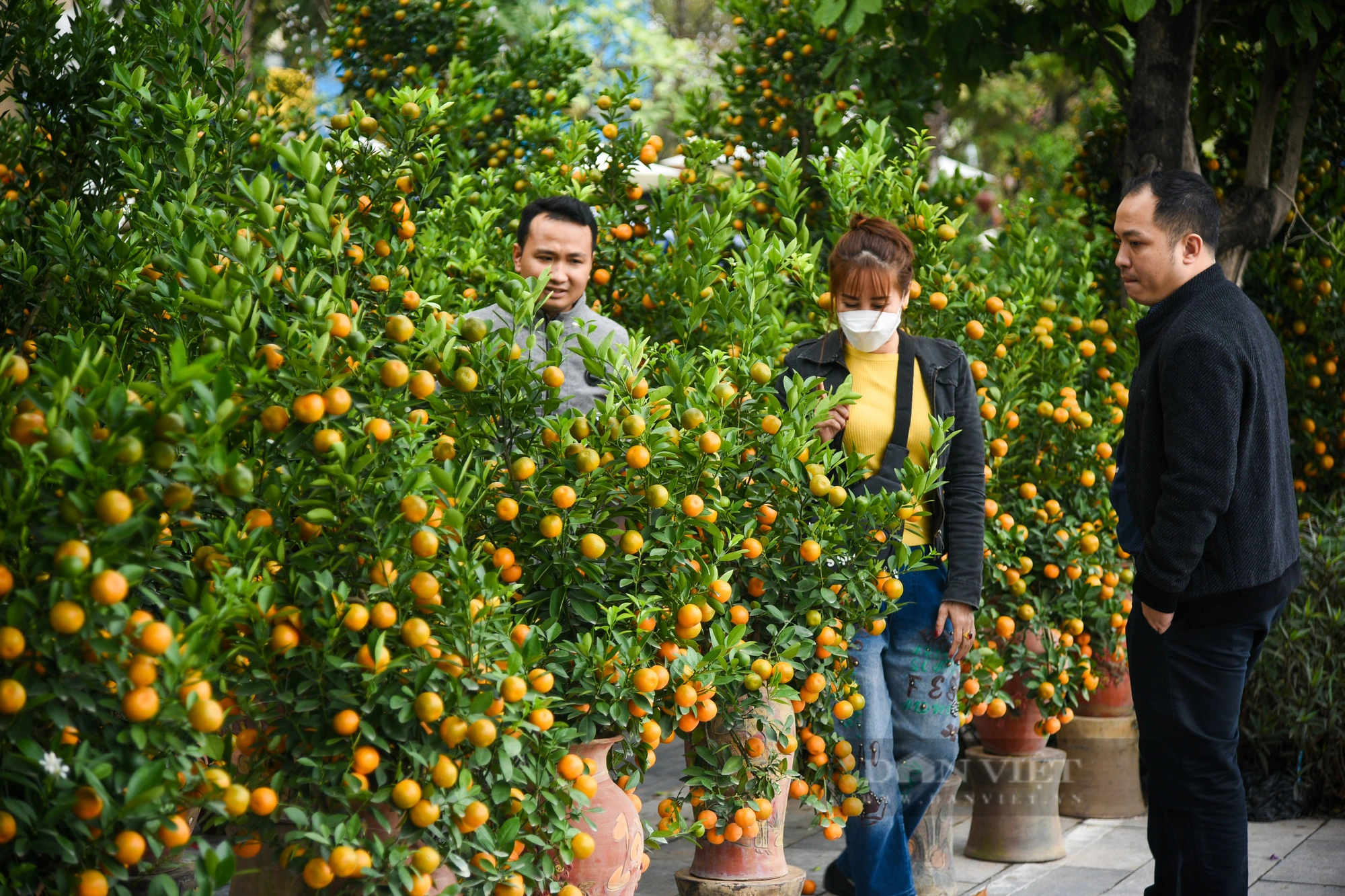 Cặp quất khổng lồ tạo hình rồng đón Tết được chào bán với giá hơn 200 triệu đồng- Ảnh 1.