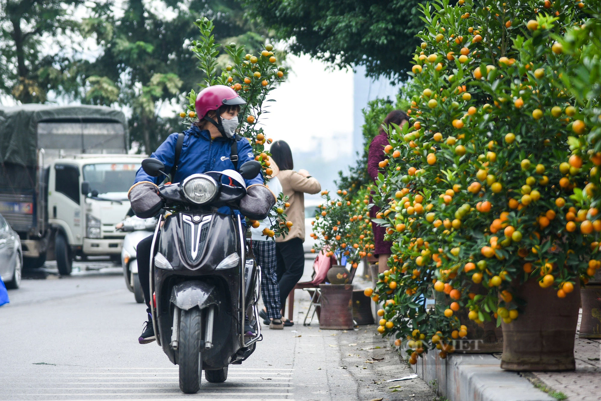 Cặp quất khổng lồ tạo hình rồng đón Tết được chào bán với giá hơn 200 triệu đồng- Ảnh 11.