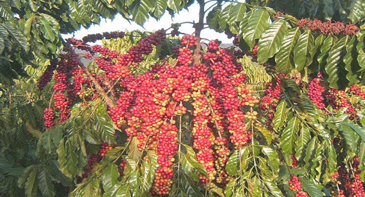 Robusta bước vào chu kỳ tăng giá mạnh mẽ trong 18 tháng qua- Ảnh 3.