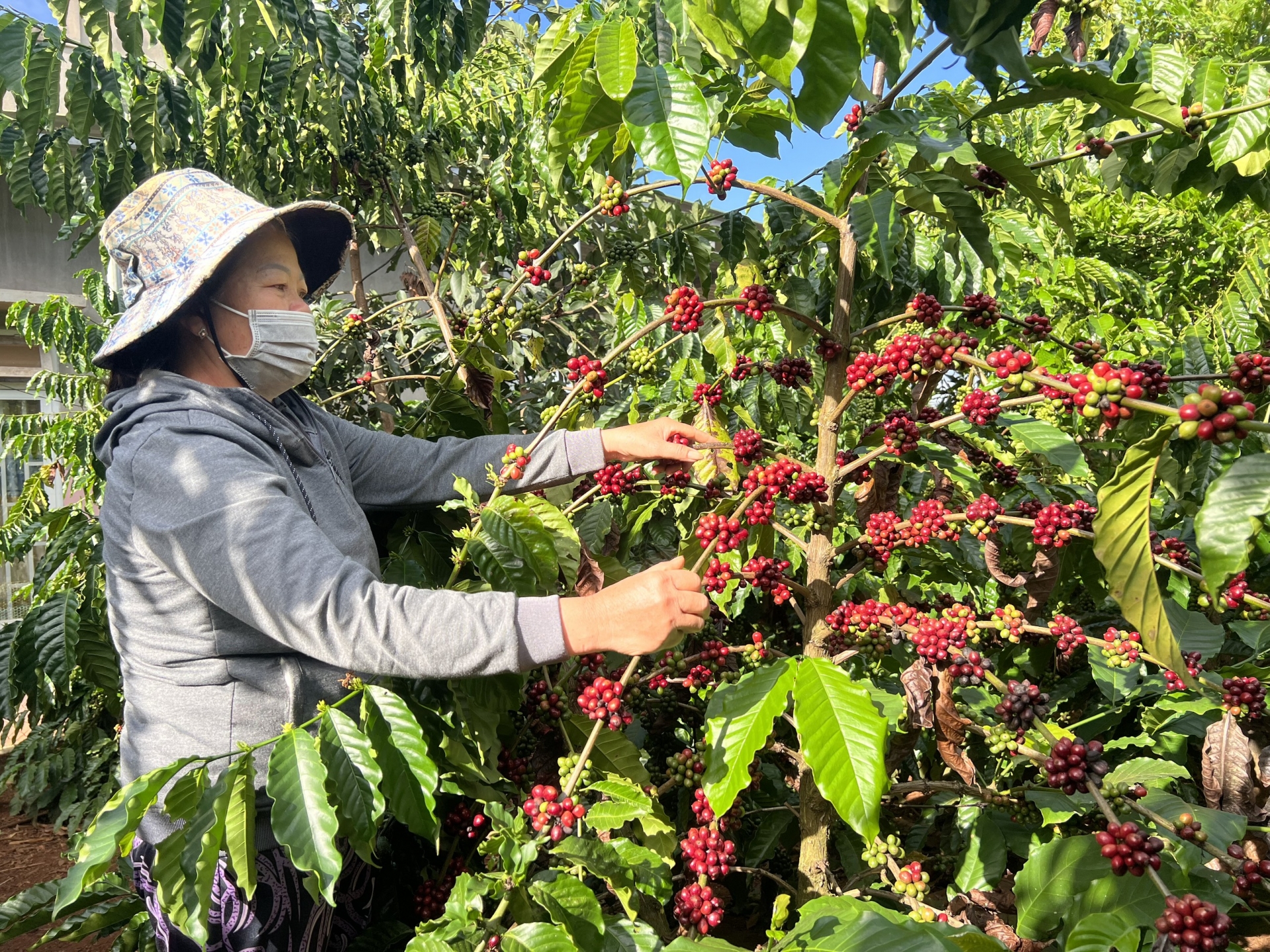 Loại hạt quen thuộc ở Lâm Đồng giá bán cao chưa từng thấy, dân "găm hàng" một phần chờ giá tăng- Ảnh 1.