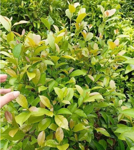 Loại rau này mọc hoang, xưa chỉ có trâu ăn giờ thành đặc sản được ưa chuộng đến lạ- Ảnh 1. Loại rau này mọc hoang, xưa chỉ có trâu ăn giờ thành đặc sản được ưa chuộng đến lạ- Ảnh 1.