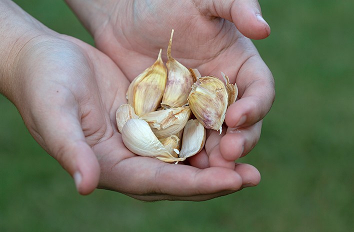 Bất ngờ với công dụng của củ tỏi, ăn tỏi mỗi ngày có thể chữa bệnh gì?- Ảnh 2.