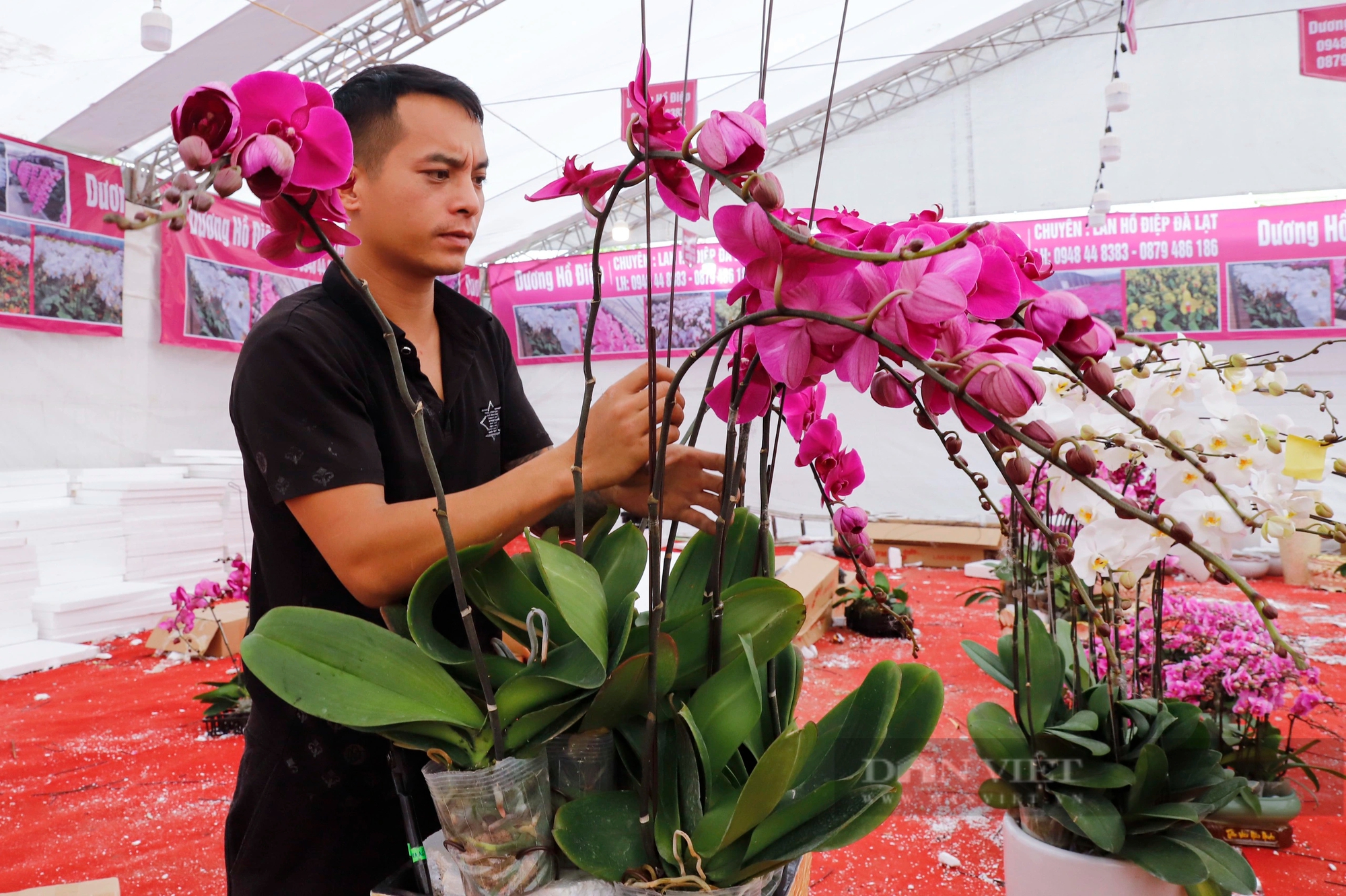Người dân Thủ đô xuống tiền triệu mua lan hồ điệp chơi Tết Nguyên đán 2024- Ảnh 11.