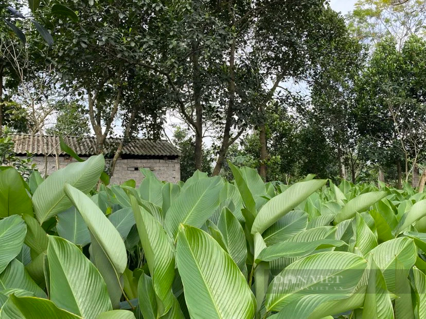 Lá dong Tràng Cát "vượt cổng làng" sang thị trường thế giới- Ảnh 1.
